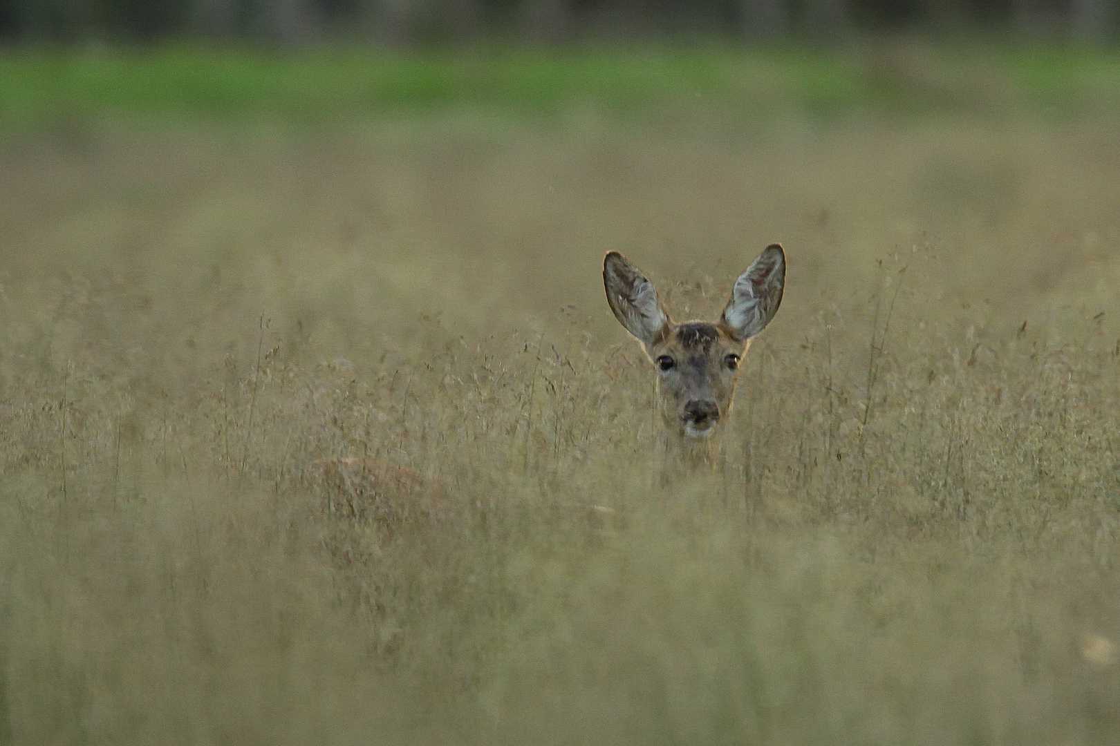 Ricke im Gras