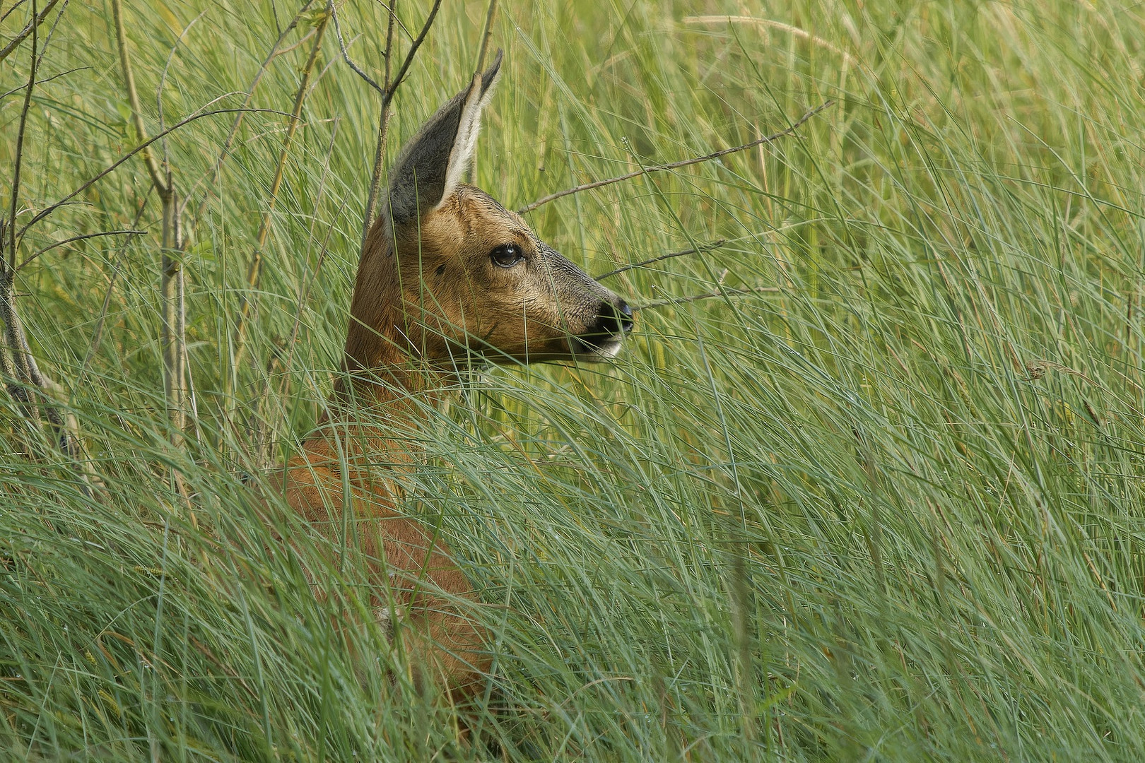 Ricke im Gras