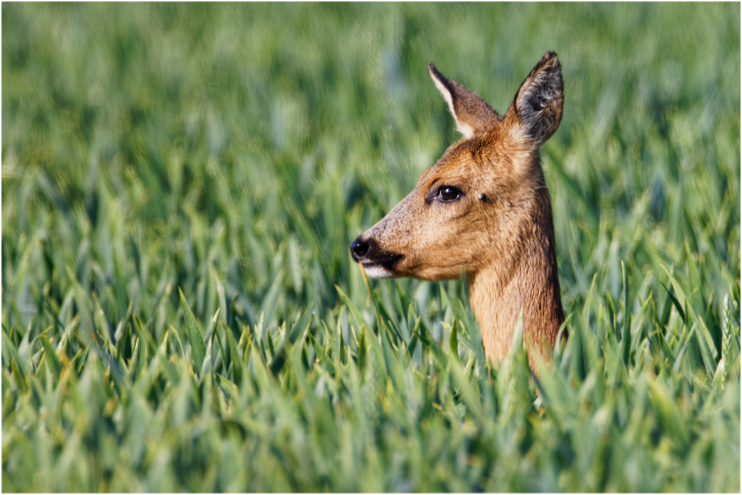 Ricke im Kornfeld