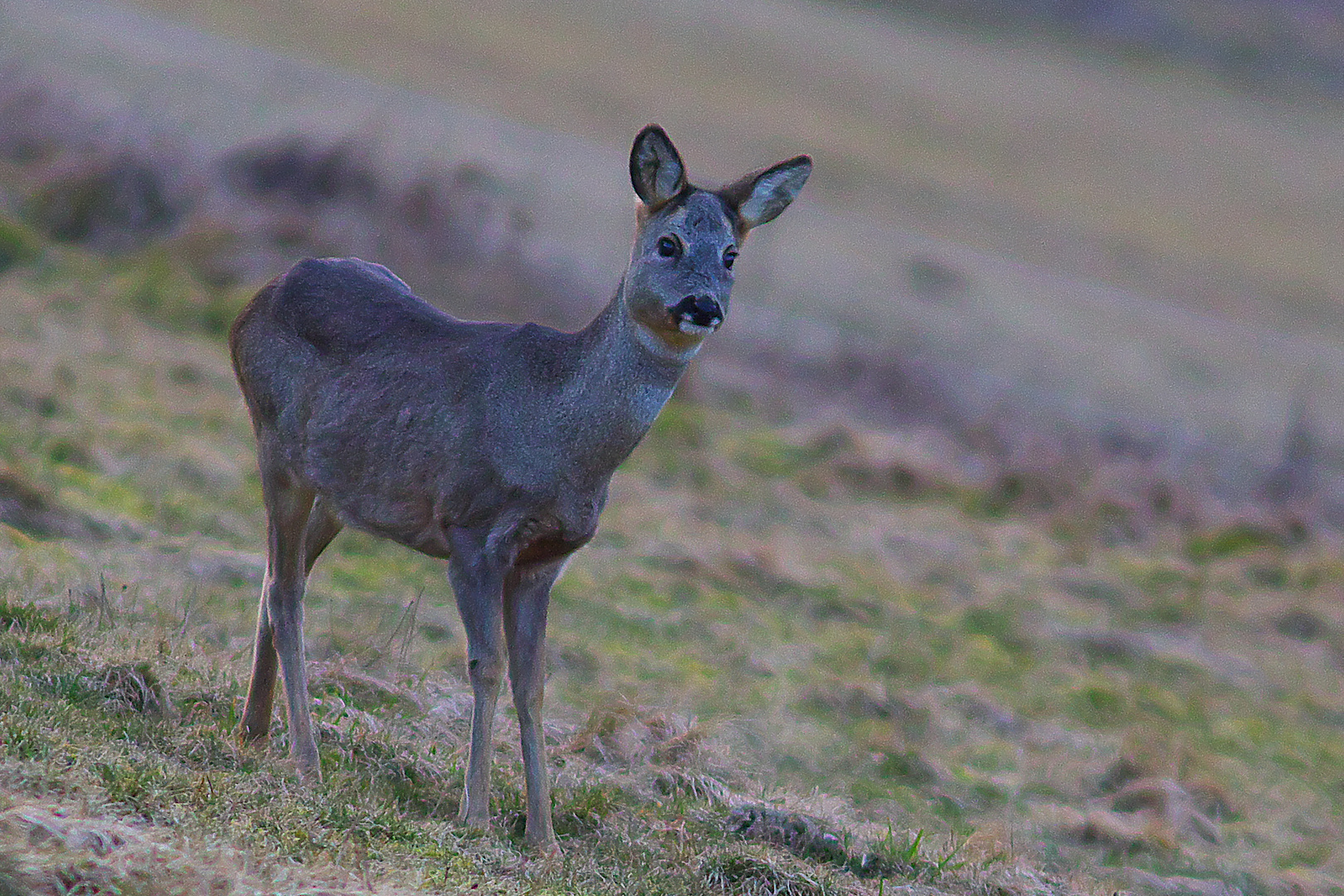 Ricke im Morgennebel