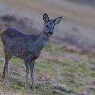 Ricke im Morgennebel