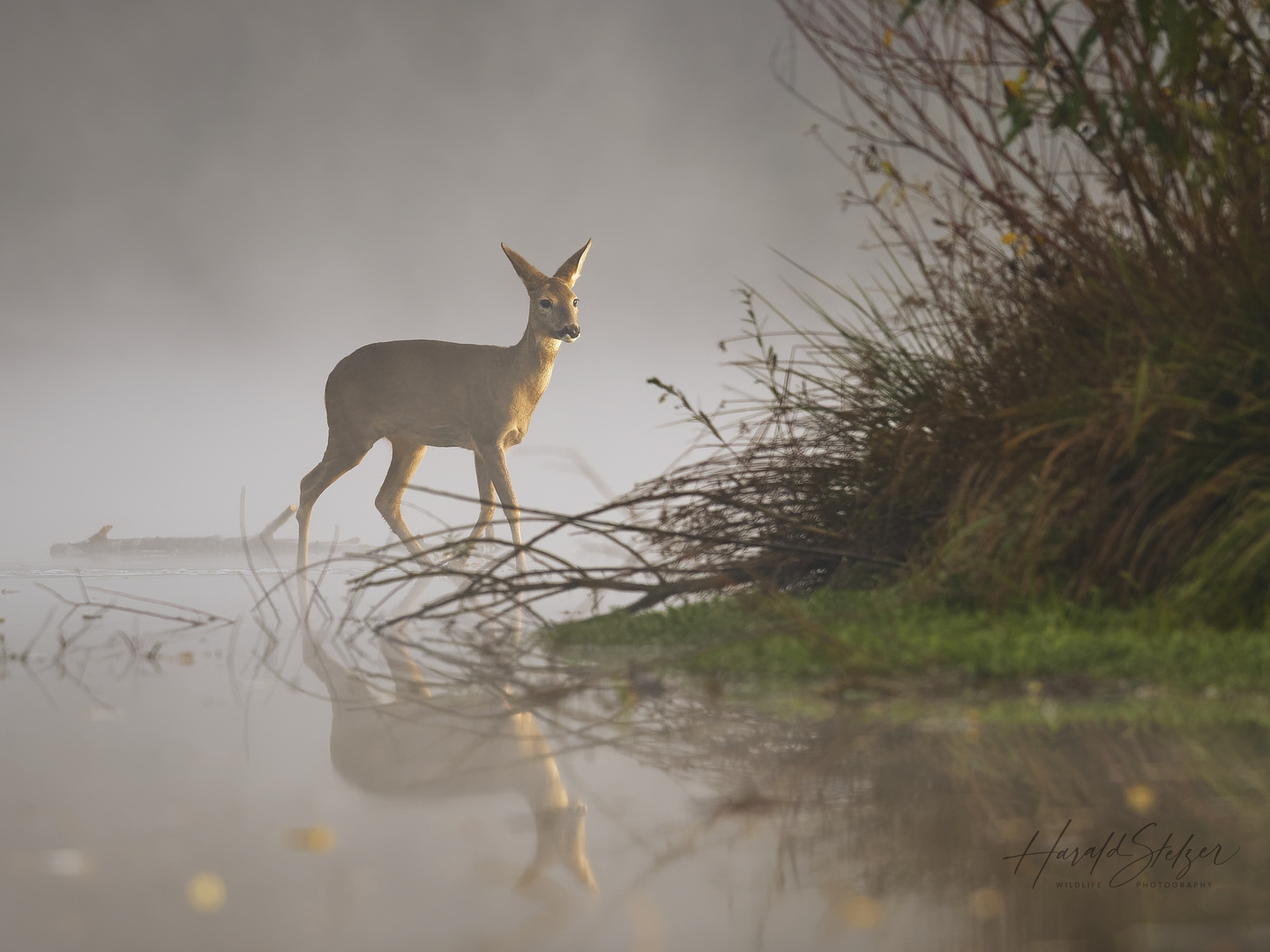 Ricke im Nebel über dem Wasser 