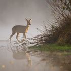 Ricke im Nebel über dem Wasser 