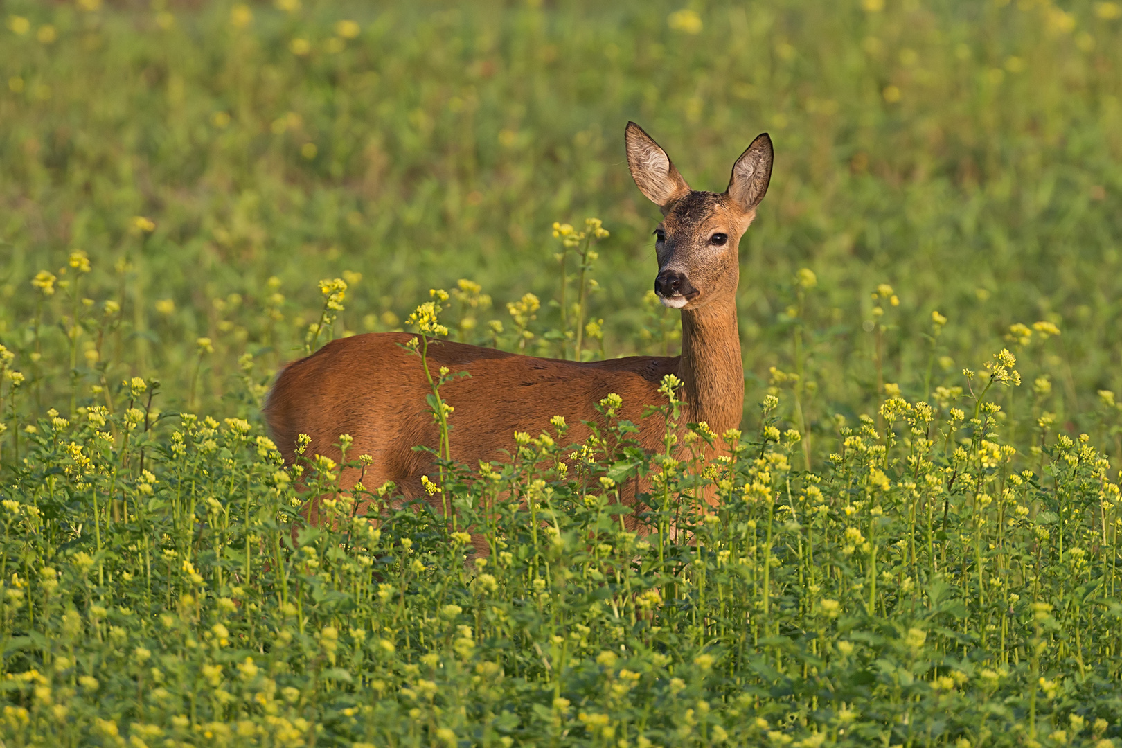 Ricke im Rapsfeld