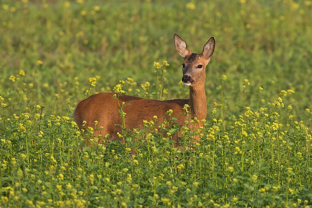 Ricke im Rapsfeld