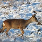 Ricke im Schnee