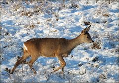 Ricke im Schnee