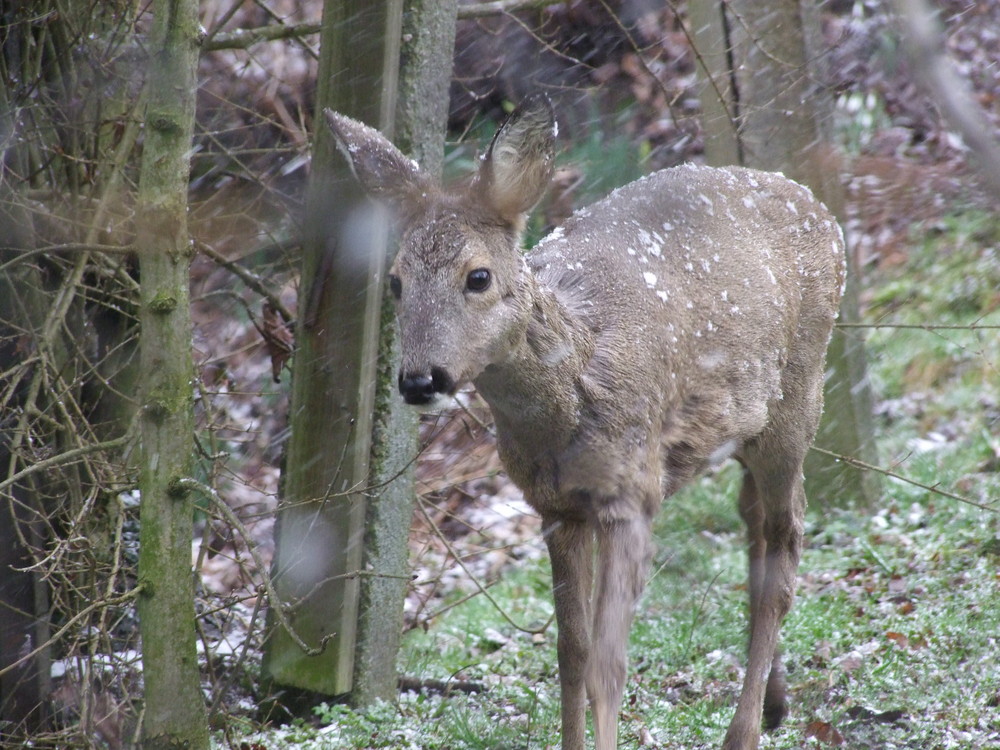 Ricke im Schnee-bedingtem "Kitz-Kleid"