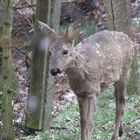 Ricke im Schnee-bedingtem "Kitz-Kleid"