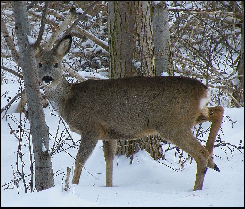 Ricke im Tiefschnee