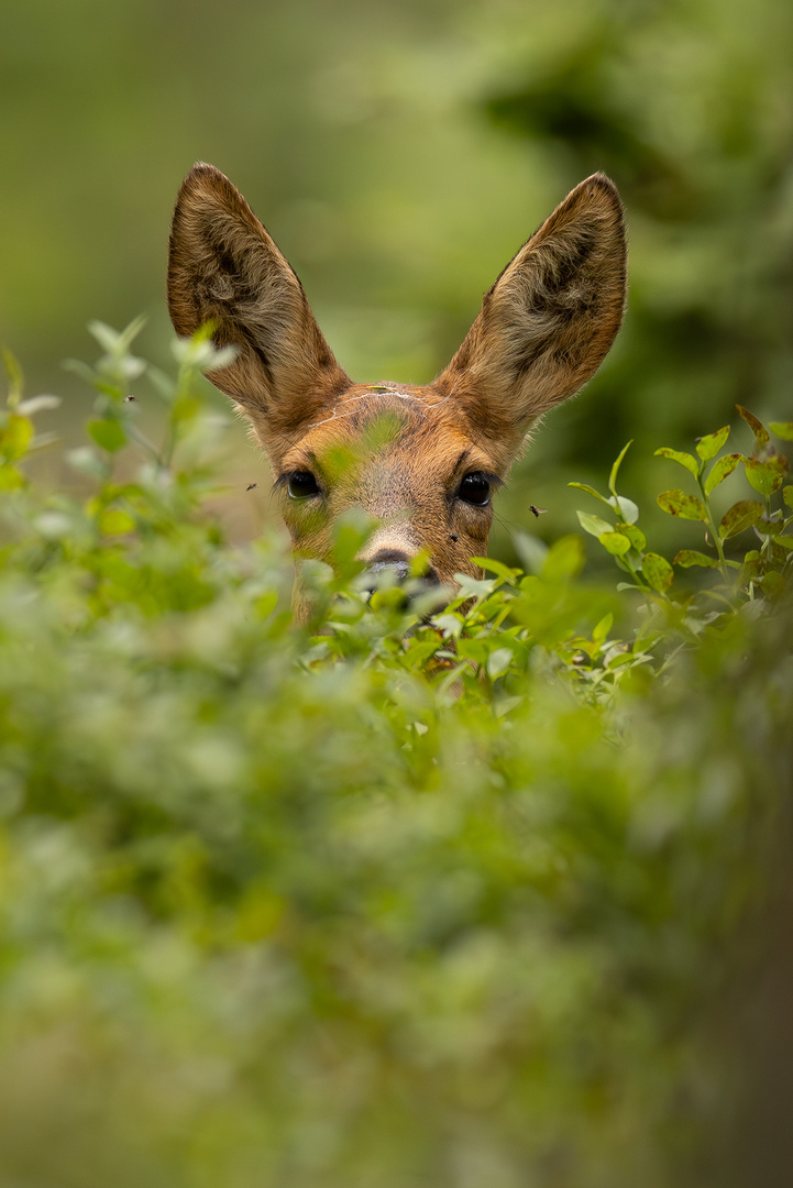 Ricke im Wald