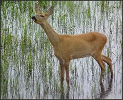 Ricke im Wasser - 2