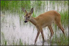 Ricke im Wasser