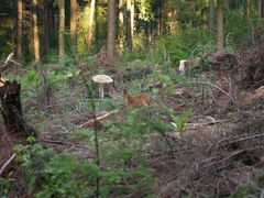 Ricke im Windbruch