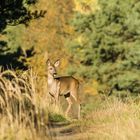 Ricke in der Lausitz