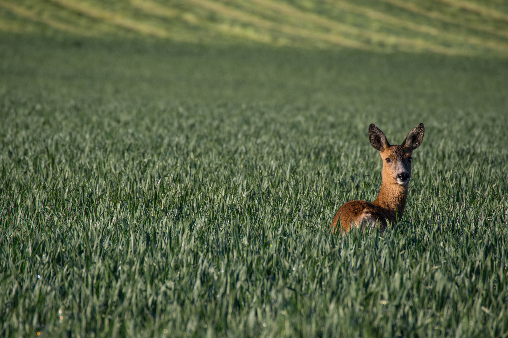 Ricke in der Morgensonne