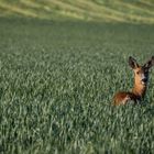 Ricke in der Morgensonne