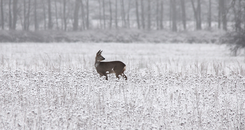 Ricke in der verschneiten Wiese