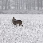 Ricke in der verschneiten Wiese