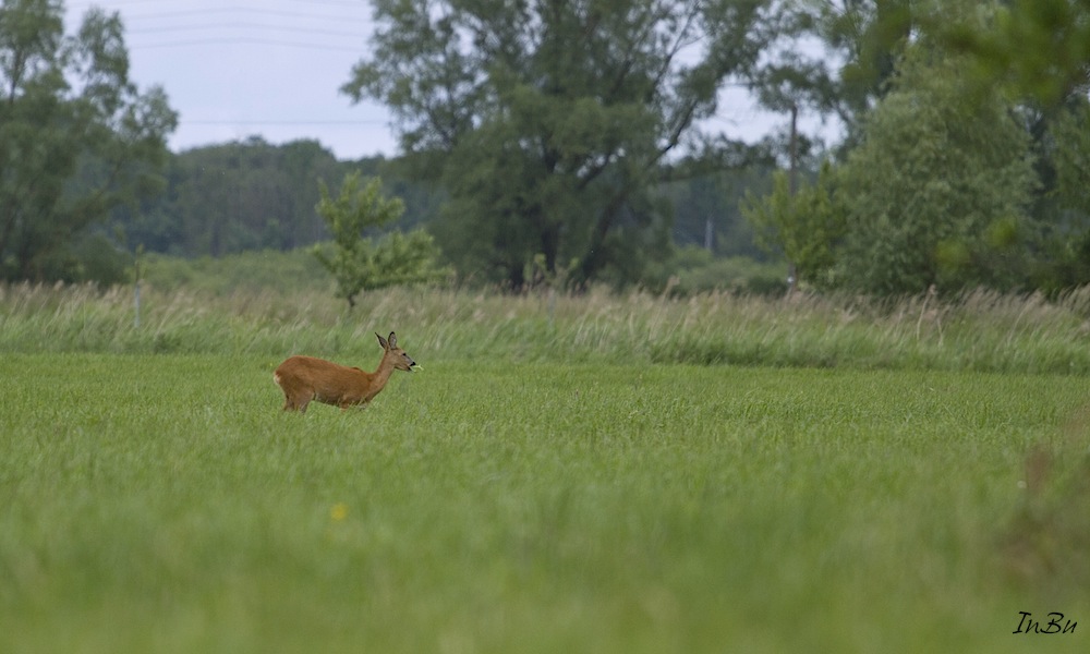 Ricke in der Wiese