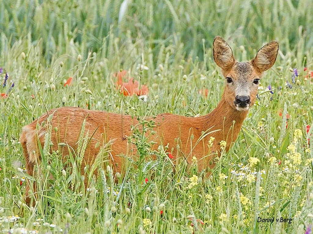 Ricke in einer Wildblumrnwiese 