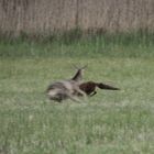 Ricke jagd Fuchs 2