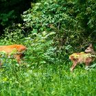 Ricke mit verletztem Kitz