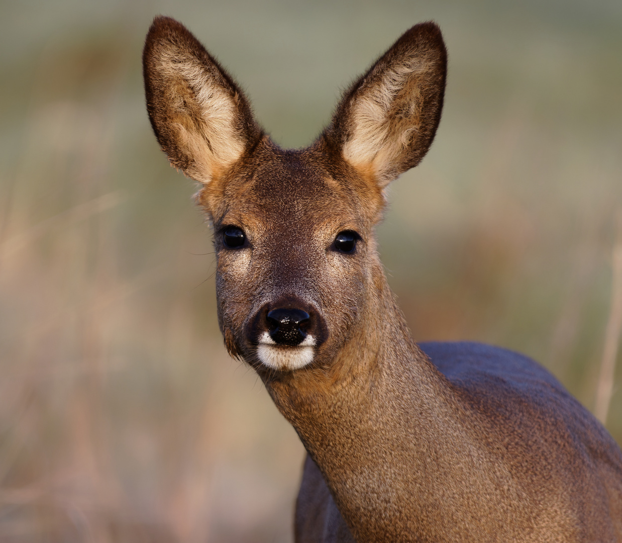 Ricke  _morgendliches Portrait