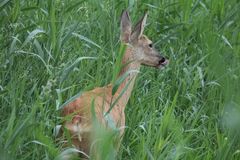 Ricke nach Sonnenaufgang im Schilf