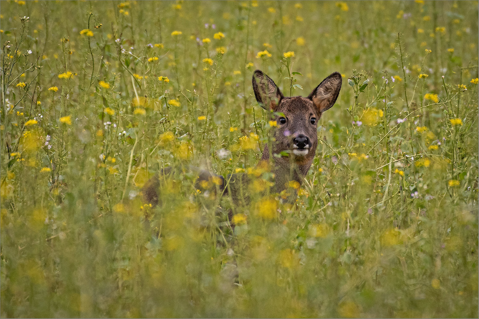 Ricke oder Bock   . . .