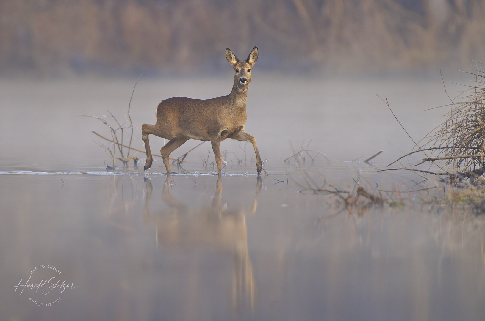 Ricke over Water 