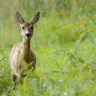 Ricke, -sommerliche Begegnung im Ried