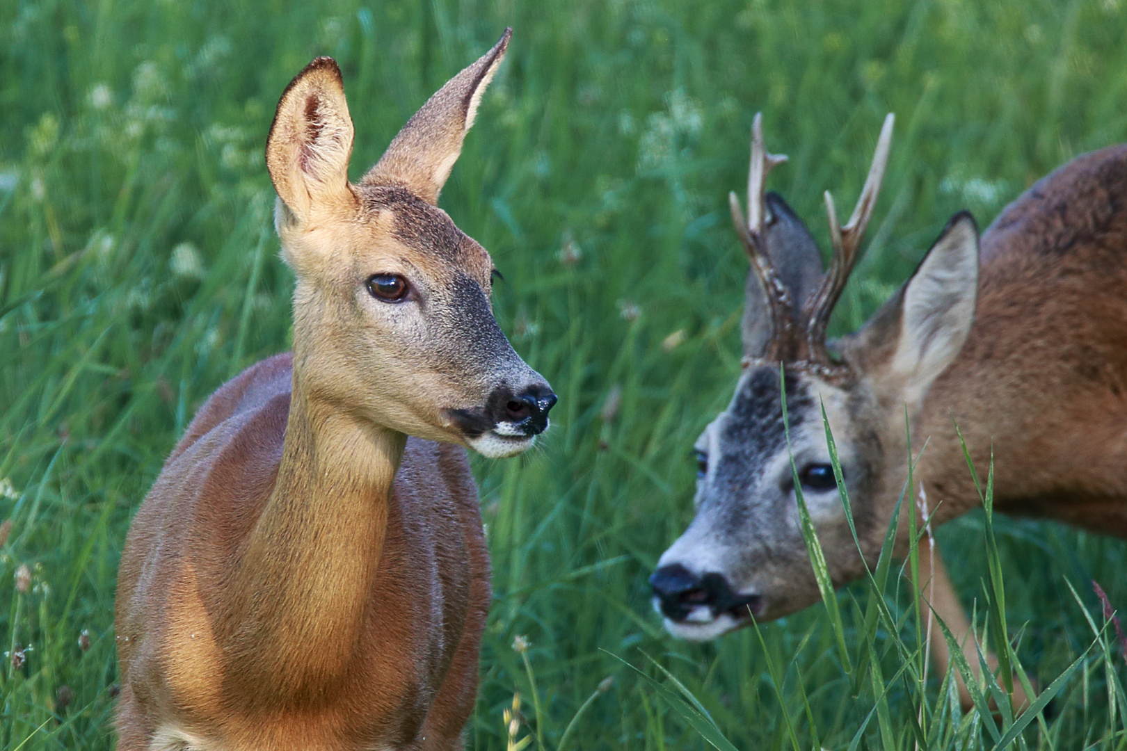 Ricke und Bock