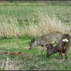 Ricke und Gabler im Bast - 2