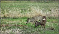 Ricke und Gabler im Bast - 2