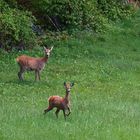 Ricke und Junges vom Vorjahr ?