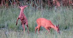 Ricke und Jungtier (l.)