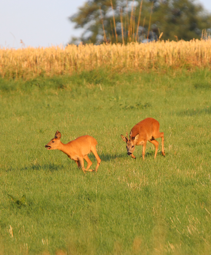 Ricke und Rehbock 