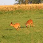 Ricke und Rehbock 