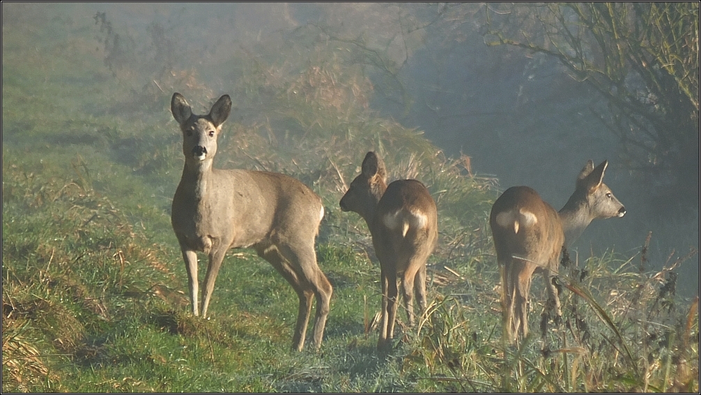 Ricken im Morgennebel