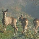 Ricken im Morgennebel