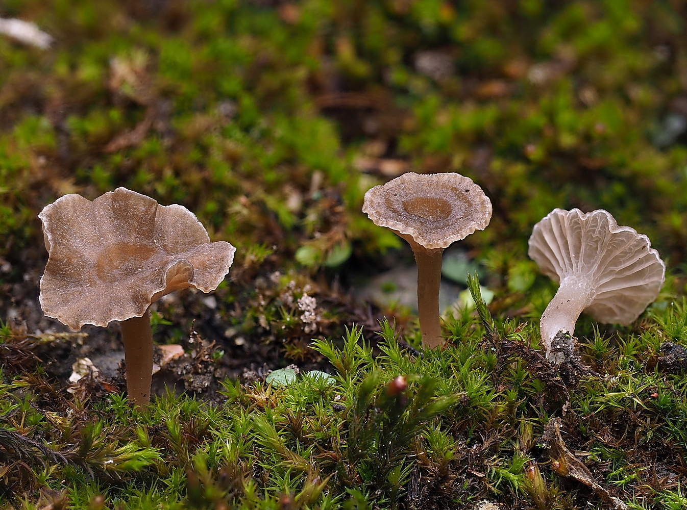 Ricken's Nabeling - ein Spätherbst- und Winterpilz