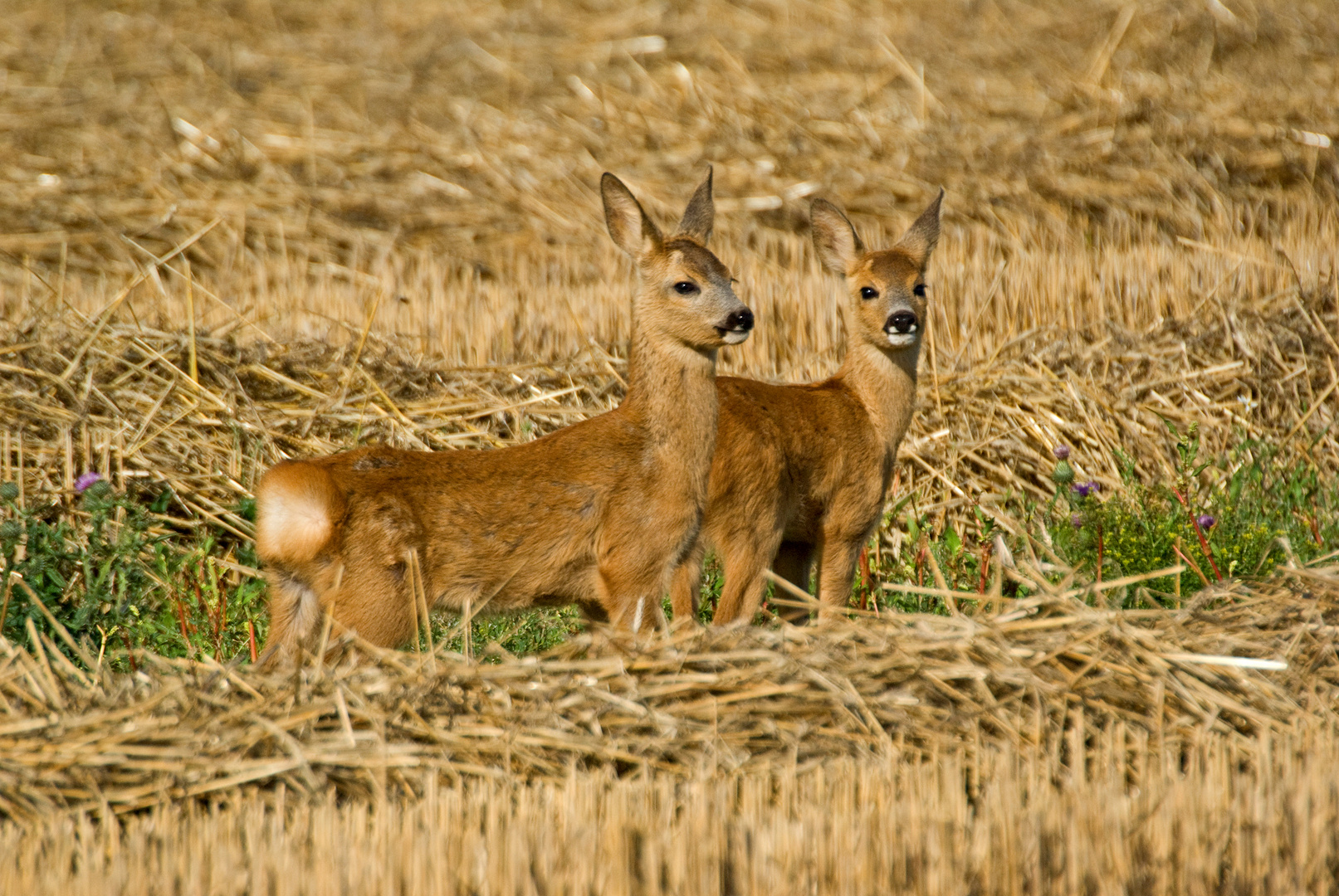 Ricki und Nicki allein auf dem Feld