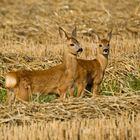 Ricki und Nicki allein auf dem Feld