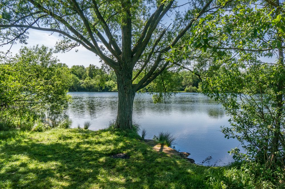 60+ Ricklinger Teiche Hannover, Entlang der teiche gibt es große