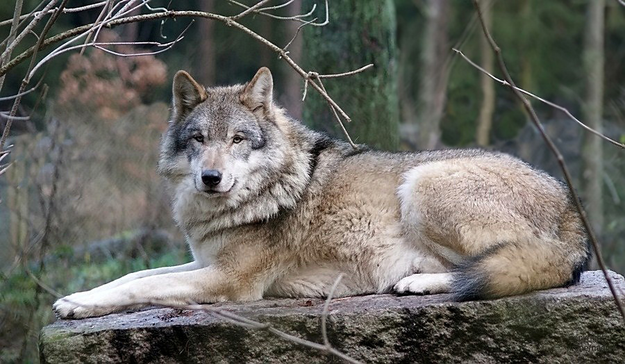 RICO- ich bin ein (Wolfs) Model ...