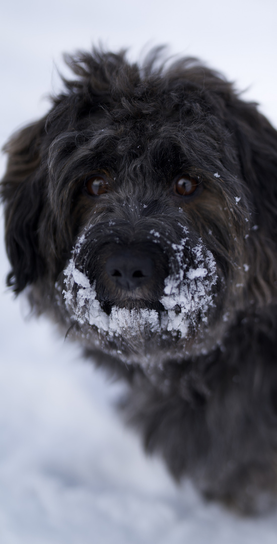 Rico mit Schneeschnauze