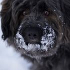 Rico mit Schneeschnauze