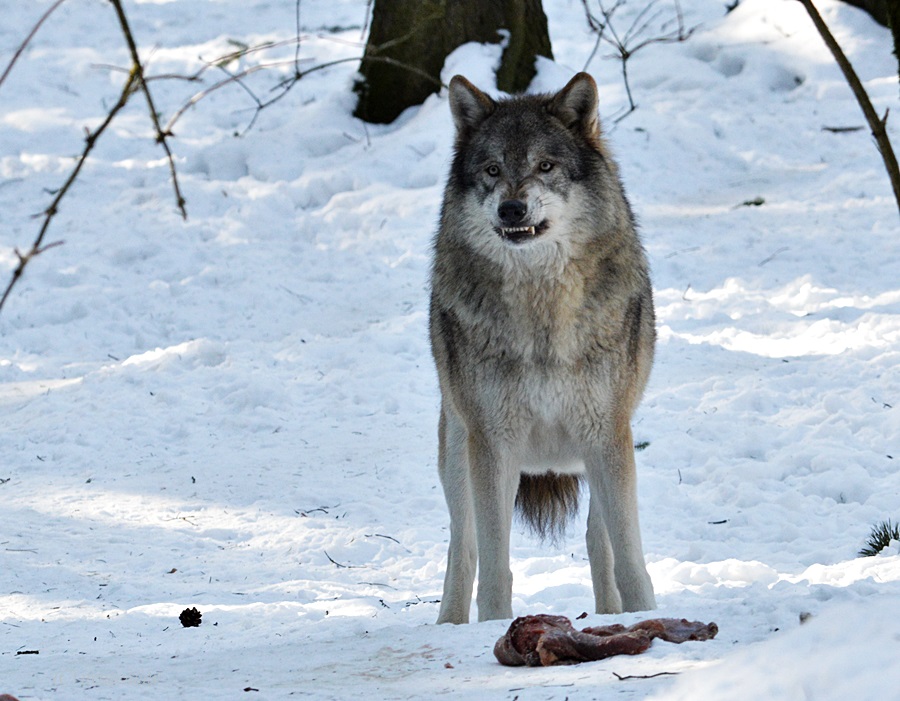 Rico...der Grimmige Grauwolf :-)