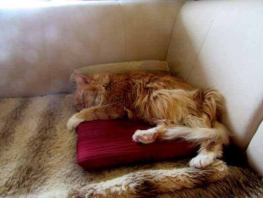 Ricolar schläft erstmal